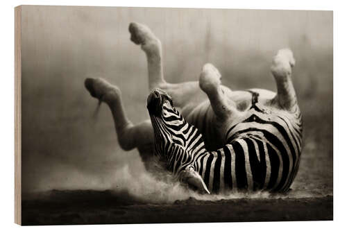 Wood print Zebra rolling upside down on dusty desert sand