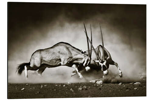 Aluminium print Gemsbok antelope fighting in dusty sandy desert