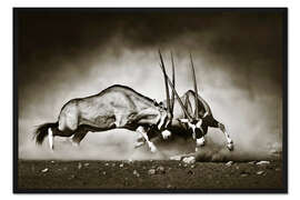 Gerahmter Kunstdruck Gemsbokantilopen kämpfen