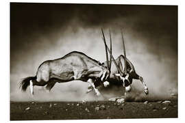 Foam board print Gemsbok antelope fighting in dusty sandy desert