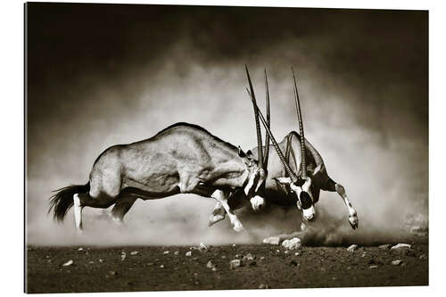 Gallery print Gemsbok antelope fighting in dusty sandy desert