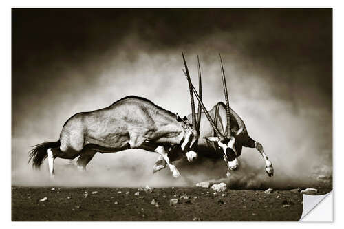 Selvklebende plakat Gemsbok antelope fighting in dusty sandy desert