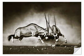 Selvklebende plakat Gemsbok antelope fighting in dusty sandy desert