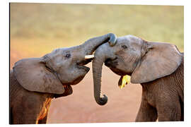 Aluminium print Two elephants interact gently with trunks