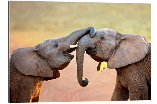 Quadro em plexi-alumínio Two elephants interact gently with trunks