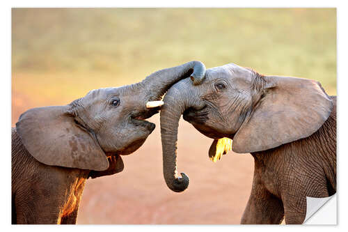 Naklejka na ścianę Two elephants interact gently with trunks