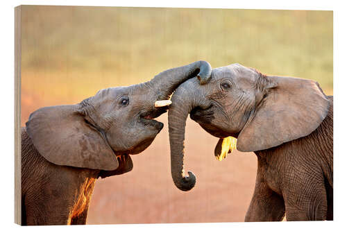 Stampa su legno Two elephants interact gently with trunks