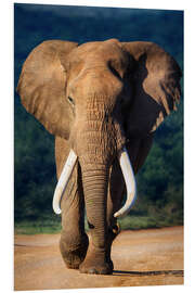 Foam board print Elephant bull portrait