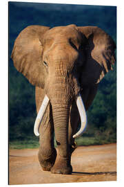 Magnettafel Elefantenbulle Portrait