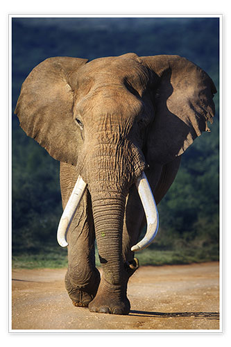 Poster Elephant bull portrait