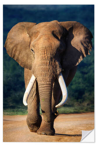 Sisustustarra Elephant bull portrait