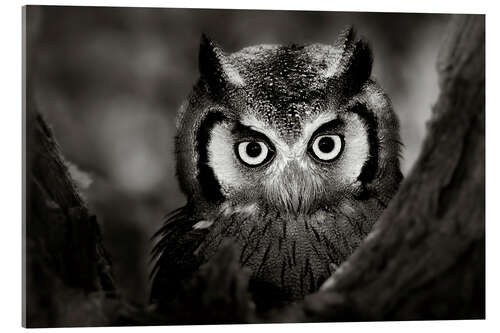 Acrylic print White-faced Owl perched in a tree