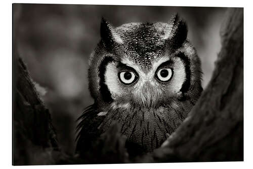 Aluminium print White-faced Owl perched in a tree