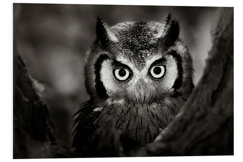 Stampa su PVC White-faced Owl perched in a tree