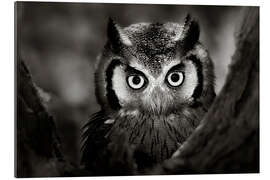 Galleriprint White-faced Owl perched in a tree