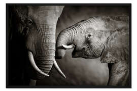 Gerahmter Kunstdruck Baby-Elefant mit seiner Mutter