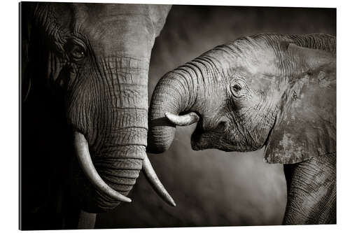 Gallery print Baby elephant interacting with Mother