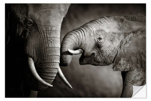 Sisustustarra Baby elephant interacting with Mother