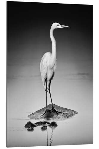 Tableau en aluminium Great white Egret perched on Hippo