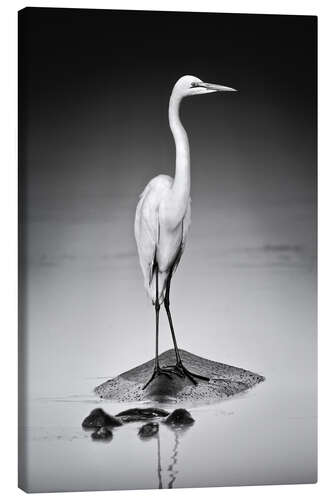 Canvastavla Great white Egret perched on Hippo