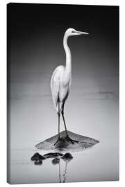 Canvas print Great white Egret perched on Hippo