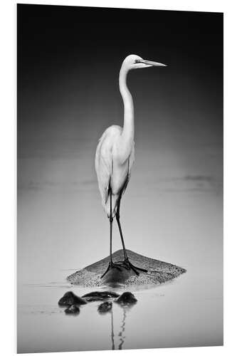 Tableau en PVC Great white Egret perched on Hippo