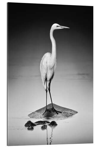 Galleritryk Great white Egret perched on Hippo