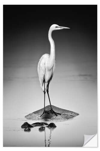 Adesivo murale Great white Egret perched on Hippo