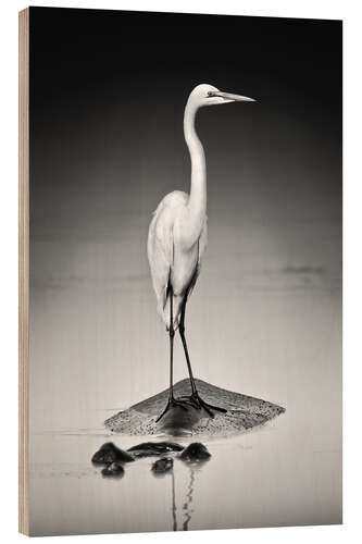 Wood print Great white Egret perched on Hippo