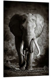 Aluminium print Elephant with huge tusks approaching