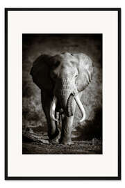 Gerahmter Kunstdruck Elefant mit großen Stoßzähnen