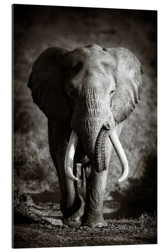 Gallery print Elephant with huge tusks approaching