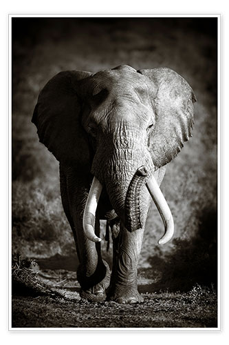 Poster Elephant with huge tusks approaching