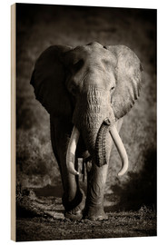 Print på træ  Elefant med store stødtænder - Johan Swanepoel