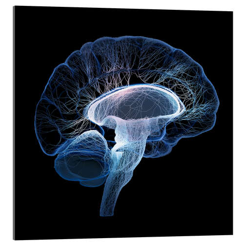 Akrylglastavla Human Brain illustrated with network of nerves