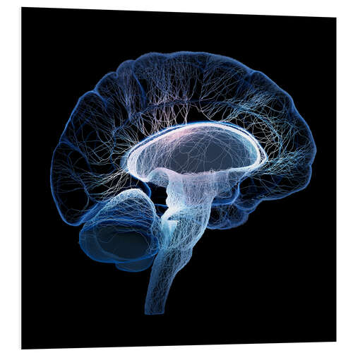 Foam board print Human Brain illustrated with network of nerves