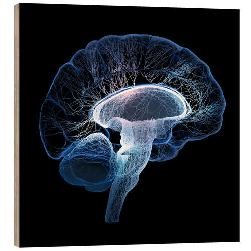 Cuadro de madera Human Brain illustrated with network of nerves