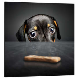 Aluminium print Dachshund puppy looking at out of reach treat