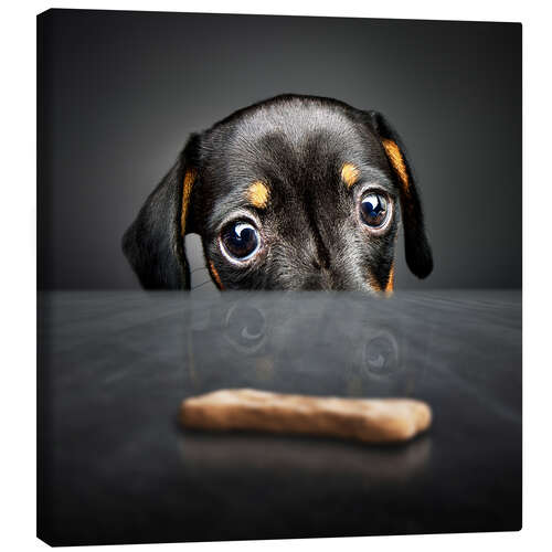 Obraz na płótnie Dachshund puppy looking at out of reach treat