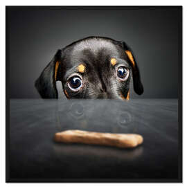 Gerahmter Kunstdruck Dackel-Welpe