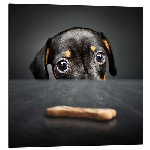 Quadro em plexi-alumínio Dachshund puppy looking at out of reach treat