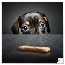 Naklejka na ścianę Dachshund puppy looking at out of reach treat