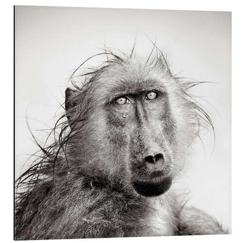 Tableau en aluminium Wet Baboon portrait in the rain