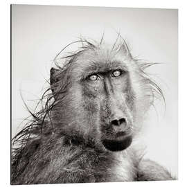 Aluminium print Wet Baboon portrait in the rain