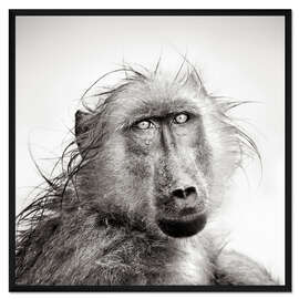 Gerahmter Kunstdruck Pavian im Regen