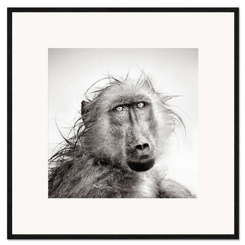 Framed art print Wet Baboon portrait in the rain