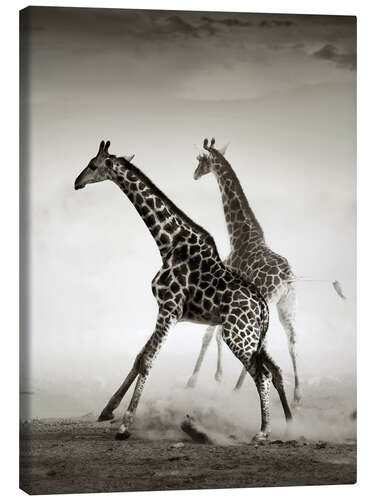 Canvas print Giraffes running in the dust