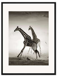 Gerahmter Kunstdruck Giraffen im Staub