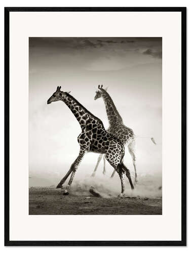 Framed art print Giraffes running in the dust
