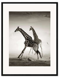 Framed art print Giraffes running in the dust